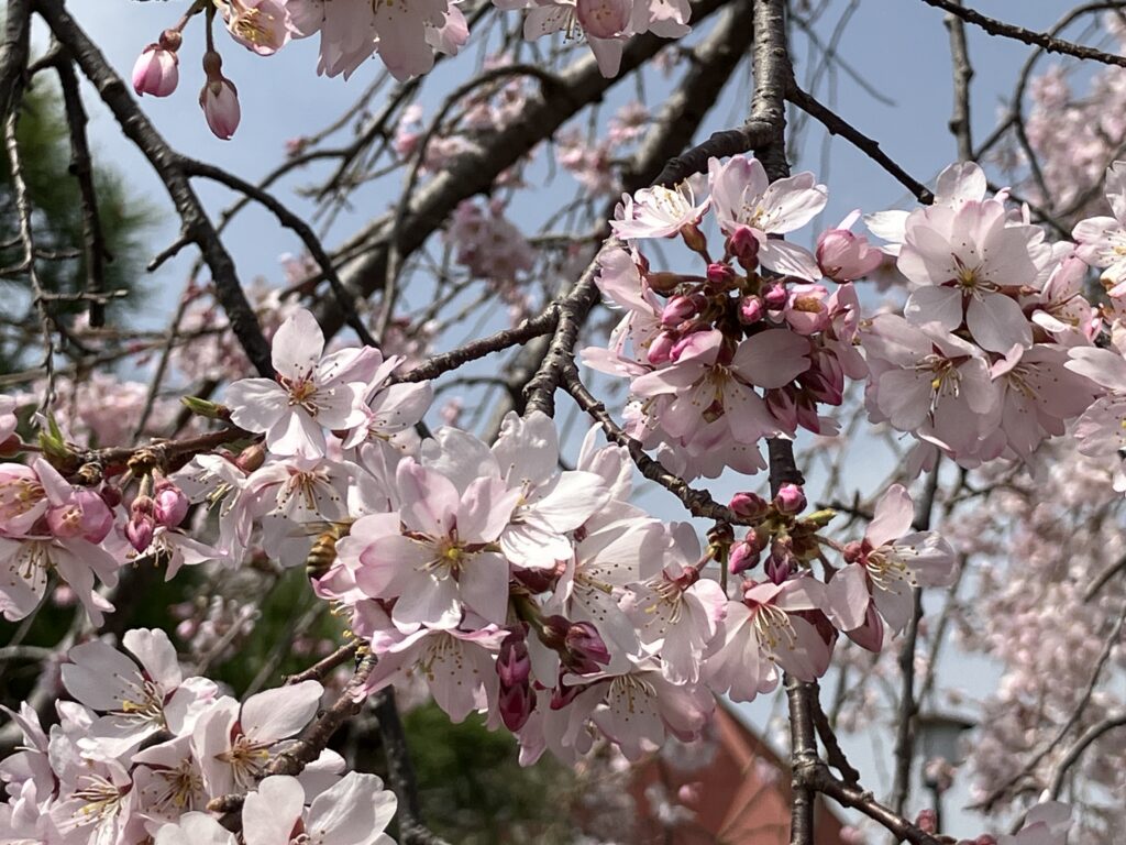 桜