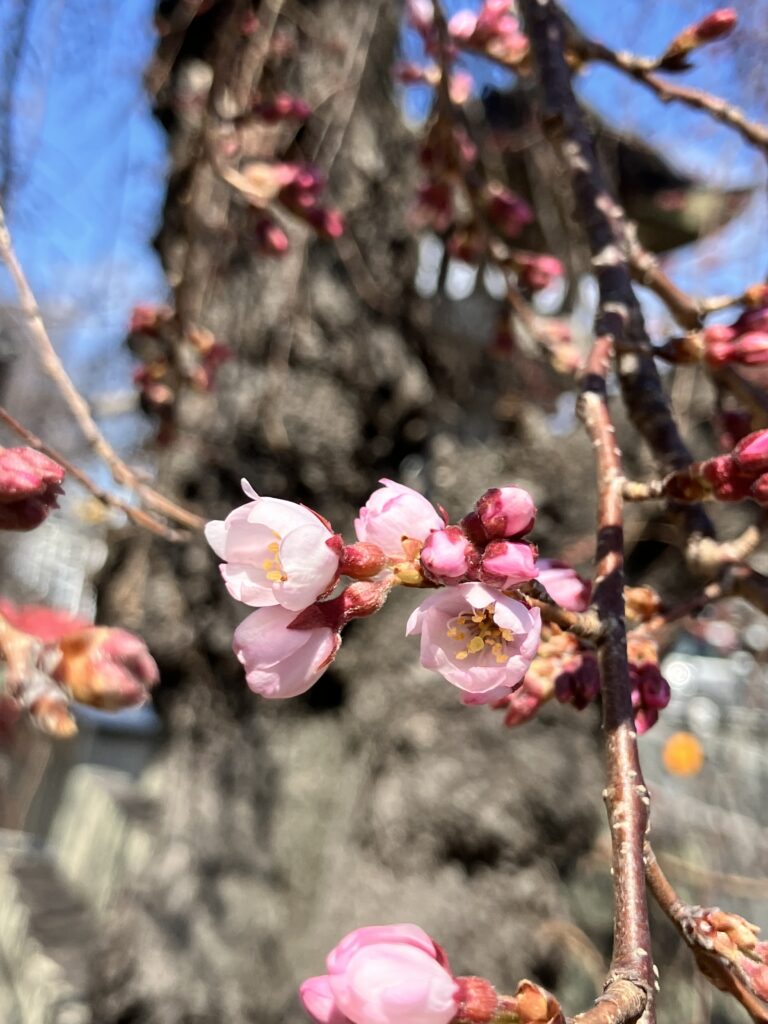桜