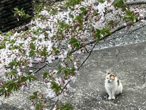 ねこ